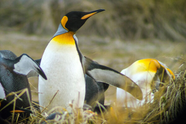 Pinguino rey
